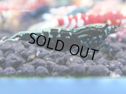 画像1: 182　R 【年末スペシャル！】新種系色々MIXフルボディMIX100連発！