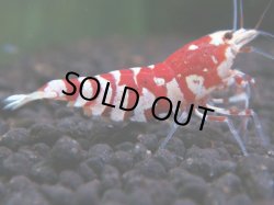 画像1: 233　R 【年末スペシャル！】KOREA ECOPIA レッドファンシー最高峰！50連発！