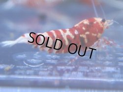 画像1: 432　R 【年末スペシャル！】年末モードもミポリンフラッシュ100連発！！