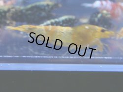 画像1: 472　R 【年末スペシャル！】年末モードもミポリンフラッシュ100連発！！