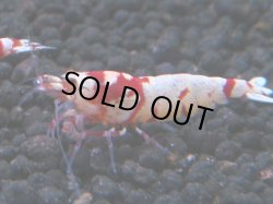 画像1: 261　R 【年末スペシャル！】アユチャンス♫　５０連発！！