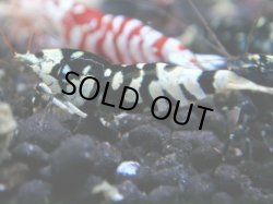 画像1: 170　R 【年末スペシャル！】新種系色々MIXフルボディMIX100連発！