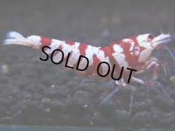 画像1: 246　R 【年末スペシャル！】KOREA ECOPIA レッドファンシー最高峰！50連発！