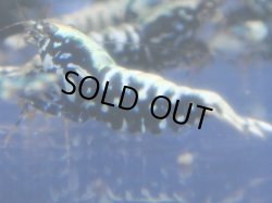 画像1: 437　R 【年末スペシャル！】年末モードもミポリンフラッシュ100連発！！