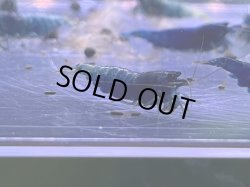 画像1: 352　H 【年末スペシャル！】スマホでマテリアルブルー種親フルボディ！メス確定