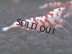 画像1: 241　R 【年末スペシャル！】KOREA ECOPIA レッドファンシー最高峰！50連発！