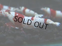 画像1: 312　H 【年末スペシャル！】ハイグレード対決！シュリンプMASA