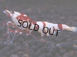 画像1: 225　R 【年末スペシャル！】KOREA ECOPIA レッドファンシー最高峰！50連発！