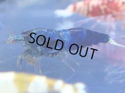 画像1: 408　R 【年末スペシャル！】年末モードもミポリンフラッシュ100連発！！