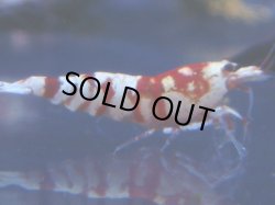 画像1: 444　R 【年末スペシャル！】年末モードもミポリンフラッシュ100連発！！