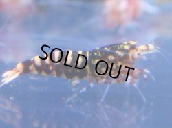 画像1: 407　R 【年末スペシャル！】年末モードもミポリンフラッシュ100連発！！