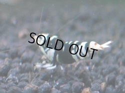 画像1: 291　R 【年末スペシャル！】アユチャンス♫　５０連発！！