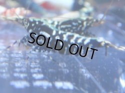 画像1: 418　R 【年末スペシャル！】年末モードもミポリンフラッシュ100連発！！