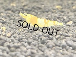 画像1: 369　K 【年末スペシャル！】スマホでCGS種親フルボディ中心！