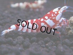 画像1: 227　R 【年末スペシャル！】KOREA ECOPIA レッドファンシー最高峰！50連発！