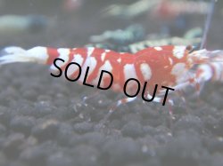 画像1: 167　R 【年末スペシャル！】新種系色々MIXフルボディMIX100連発！