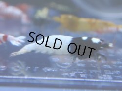 画像1: 428　R 【年末スペシャル！】年末モードもミポリンフラッシュ100連発！！