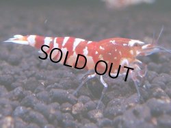 画像1: 229　R 【年末スペシャル！】KOREA ECOPIA レッドファンシー最高峰！50連発！