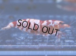 画像1: 471　R 【年末スペシャル！】年末モードもミポリンフラッシュ100連発！！