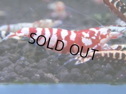 画像1: 192　R 【年末スペシャル！】新種系色々MIXフルボディMIX100連発！