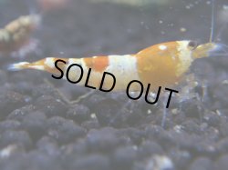 画像1: 108　R 【年末スペシャル！】新種系色々MIXフルボディMIX100連発！