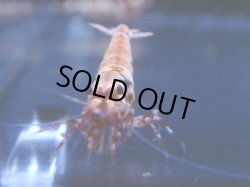 画像1: 490　R 【年末スペシャル！】年末モードもミポリンフラッシュ100連発！！