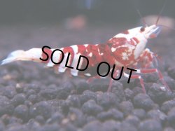 画像1: 234　R 【年末スペシャル！】KOREA ECOPIA レッドファンシー最高峰！50連発！