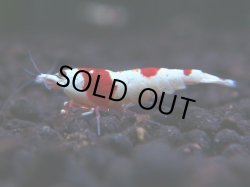 画像1: 331　H 【年末スペシャル！】ハイグレード対決！涼風シュリンプ