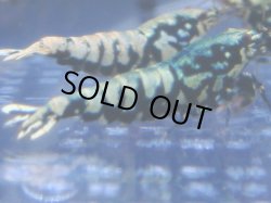 画像1: 442　R 【年末スペシャル！】年末モードもミポリンフラッシュ100連発！！