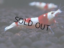 画像1: 333　H 【年末スペシャル！】ハイグレード対決！涼風シュリンプ