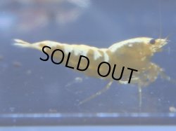 画像1: 488　R 【年末スペシャル！】年末モードもミポリンフラッシュ100連発！！