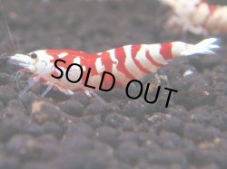 画像1: 216　R 【年末スペシャル！】KOREA ECOPIA レッドファンシー最高峰！50連発！