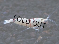 画像1: 270　R 【年末スペシャル！】アユチャンス♫　５０連発！！