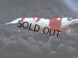 画像1: 326　H 【年末スペシャル！】ハイグレード対決！涼風シュリンプ