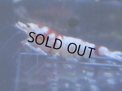 画像1: 440　R 【年末スペシャル！】年末モードもミポリンフラッシュ100連発！！