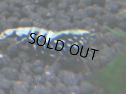 画像1: 493　R 【年末スペシャル！】年末モードもミポリンフラッシュ100連発！！