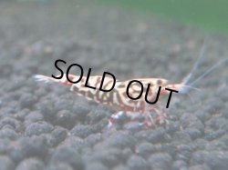 画像1: 299　R 【年末スペシャル！】アユチャンス♫　５０連発！！