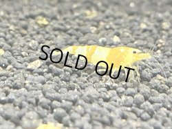 画像1: 365　K 【年末スペシャル！】スマホでCGS種親フルボディ中心！