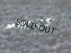 画像1: 283　R 【年末スペシャル！】アユチャンス♫　５０連発！！