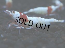 画像1: 347　H 【年末スペシャル！】ハイグレード対決！超人気！PRLモスラ！