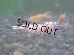 画像1: 287　R 【年末スペシャル！】アユチャンス♫　５０連発！！