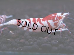 画像1: 222　R 【年末スペシャル！】KOREA ECOPIA レッドファンシー最高峰！50連発！