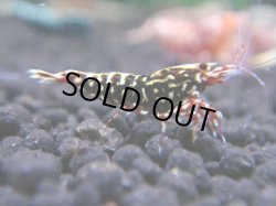 画像1: 125　R 【年末スペシャル！】新種系色々MIXフルボディMIX100連発！