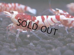 画像1: 228　R 【年末スペシャル！】KOREA ECOPIA レッドファンシー最高峰！50連発！