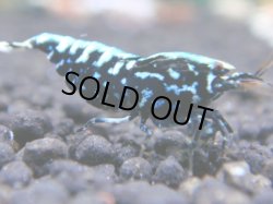 画像1: 127　R 【年末スペシャル！】新種系色々MIXフルボディMIX100連発！