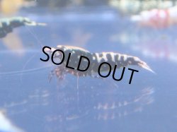 画像1: 451　R 【年末スペシャル！】年末モードもミポリンフラッシュ100連発！！