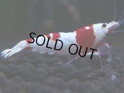 画像1: 321　H 【年末スペシャル！】ハイグレード対決！涼風シュリンプ