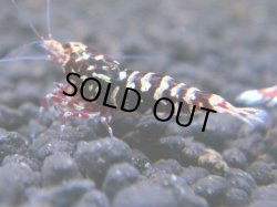 画像1: 180　R 【年末スペシャル！】新種系色々MIXフルボディMIX100連発！