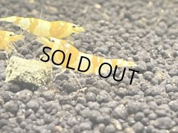 画像1: 363　K 【年末スペシャル！】スマホでCGS種親フルボディ中心！