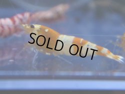 画像1: 459　R 【年末スペシャル！】年末モードもミポリンフラッシュ100連発！！